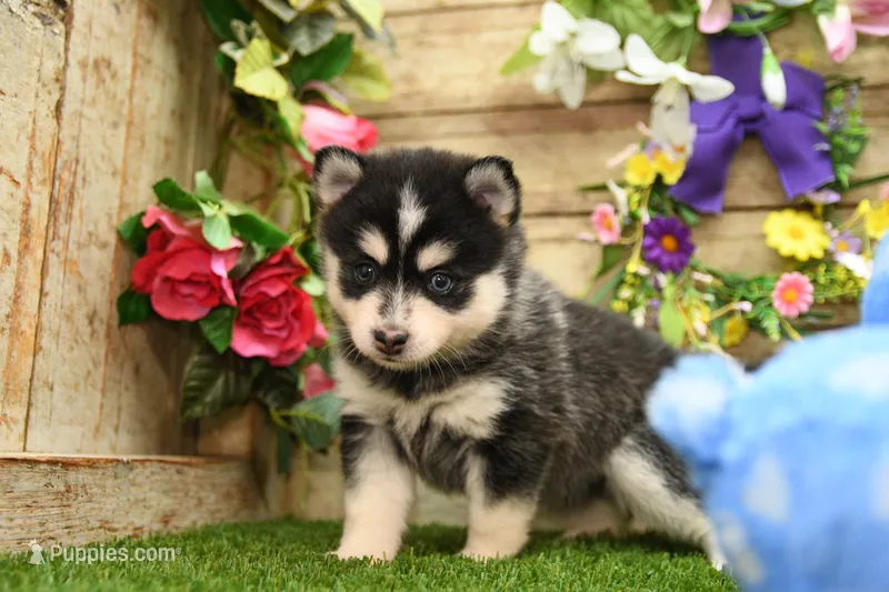 Abby – Pomsky puppy for sale in Arthur, IL