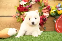Della, a male Pomsky for sale in Arthur, IL – 3 of 9