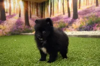 Milo, a male Pomeranian for sale in Arthur, IL – 6 of 8