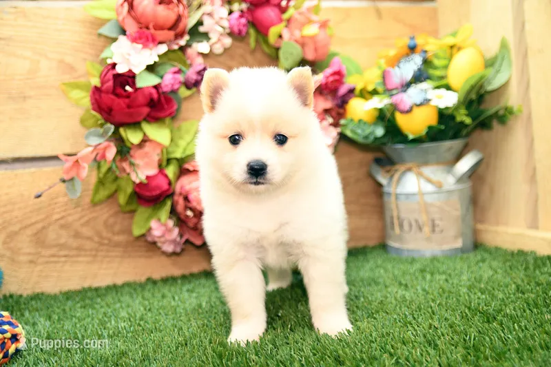Harley – Pomsky puppy for sale in Arthur, IL