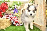 Eve, a female Pomsky for sale in Arthur, IL – 3 of 7