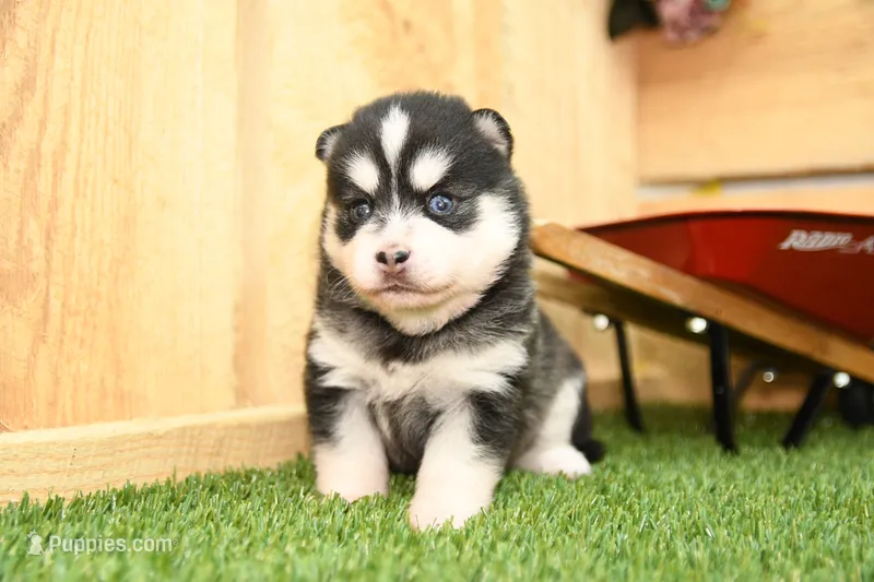 Abby – Pomsky puppy for sale in Arthur, IL