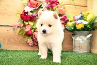 Harley, a male Pomsky for sale in Arthur, IL – 6 of 8