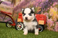 Abel, a male Pomsky for sale in Arthur, IL – 5 of 7