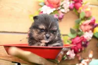 Gus, a male Pomeranian for sale in Arthur, IL – 4 of 8