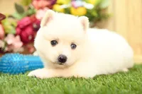 Hazel, a female Pomsky for sale in Arthur, IL – 2 of 9