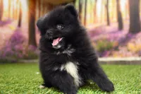 Milo, a male Pomeranian for sale in Arthur, IL – 3 of 8