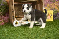 Sadie, a female Pomsky for sale in Arthur, IL – 6 of 8