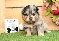 Rayna, a female Pomeranian for sale in Arthur, IL – 2 of 6