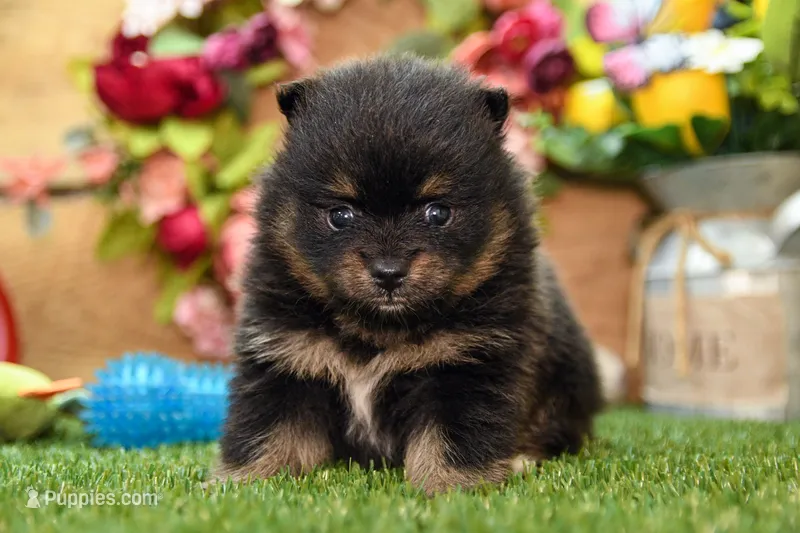 Georgia – Pomeranian puppy for sale in Arthur, IL