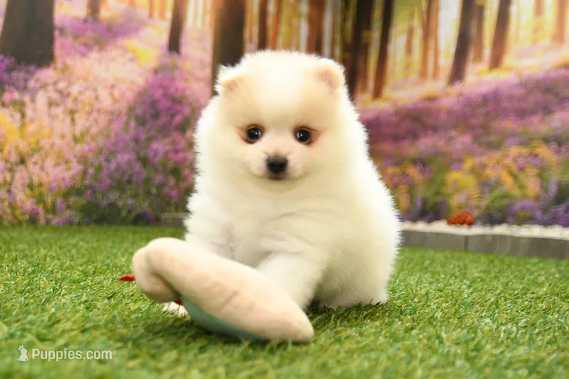Kyson – Pomeranian puppy for sale in Arthur, IL