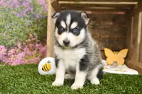Sully, a male Pomsky for sale in Arthur, IL – 1 of 9