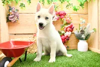 Dean, a male Pomsky for sale in Arthur, IL – 4 of 8