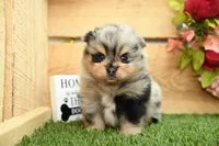 Keaton, a male Pomeranian for sale in Arthur, IL – 4 of 7