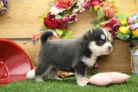 Emmett, a male Pomsky for sale in Arthur, IL – 4 of 9