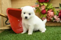 Erik, a male Pomsky for sale in Arthur, IL – 1 of 7