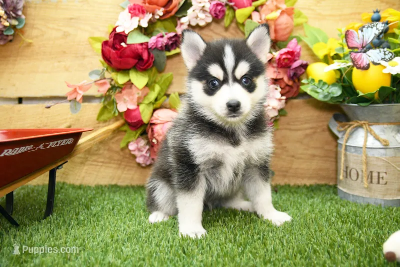 Elliot – Pomsky puppy for sale in Arthur, IL