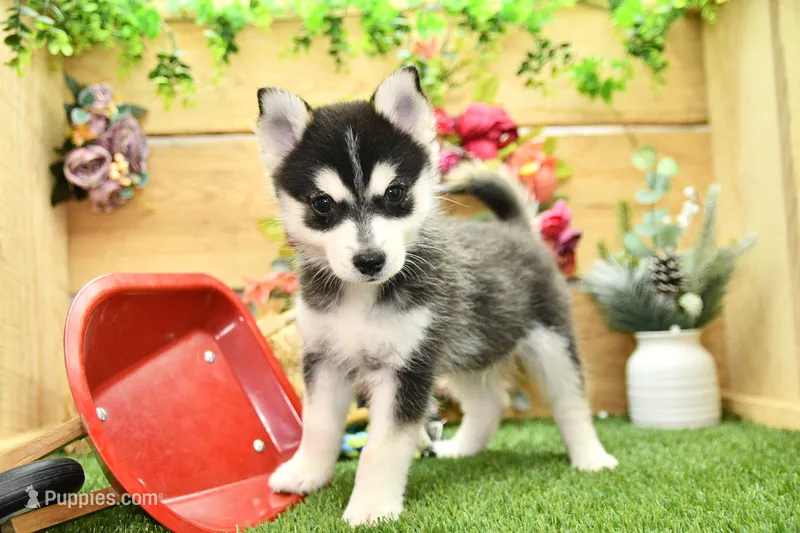 Edwin – Pomsky puppy for sale in Arthur, IL
