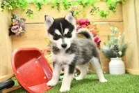 Edwin, a male Pomsky for sale in Arthur, IL – 1 of 10