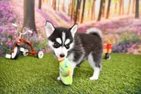 Elliot, a male Pomsky for sale in Arthur, IL – 6 of 10