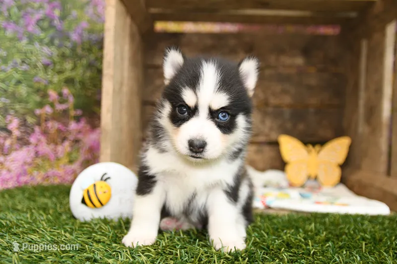 Stetson – Pomsky puppy for sale in Arthur, IL