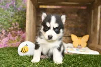 Stetson, a male Pomsky for sale in Arthur, IL – 1 of 7