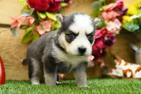 Eve, a female Pomsky for sale in Arthur, IL – 2 of 8