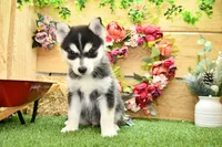 Edwin, a male Pomsky for sale in Arthur, IL – 7 of 10