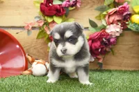 Enzo, a male Pomsky for sale in Arthur, IL – 5 of 9
