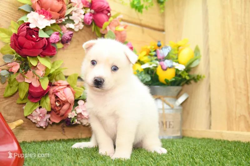 Dean – Pomsky puppy for sale in Arthur, IL