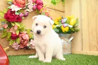 Dean, a male Pomsky for sale in Arthur, IL – 1 of 8