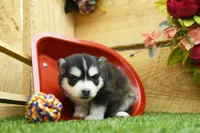 Elsie, a female Pomsky for sale in Arthur, IL – 5 of 8