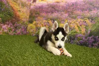 Sadie, a female Pomsky for sale in Arthur, IL – 3 of 8
