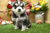 Elliot, a male Pomsky for sale in Arthur, IL – 4 of 8
