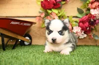 Abel, a male Pomsky for sale in Arthur, IL – 4 of 7