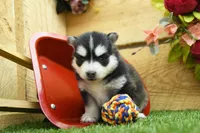 Elsie, a female Pomsky for sale in Arthur, IL – 2 of 8