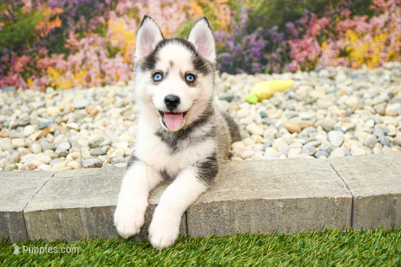 Adam – Pomsky puppy for sale in Arthur, IL