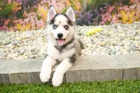 Adam, a male Pomsky for sale in Arthur, IL – 1 of 7