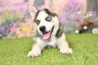 Bear, a male Pomsky for sale in Arthur, IL – 5 of 8