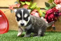 Edwin, a male Pomsky for sale in Arthur, IL – 5 of 7