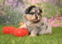 Rayna, a female Pomeranian for sale in Arthur, IL – 3 of 6