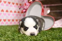 Evie, a female Pomsky for sale in Arthur, IL – Photo 4 of 6