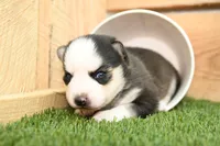 Evie, a female Pomsky for sale in Arthur, IL – Photo 1 of 6