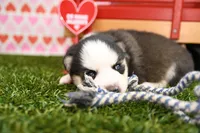 Evie, a female Pomsky for sale in Arthur, IL – Photo 3 of 6