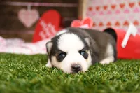 Evie, a female Pomsky for sale in Arthur, IL – Photo 2 of 6