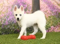 Rocky, a male Pomsky for sale in Arthur, IL – Photo 2 of 6