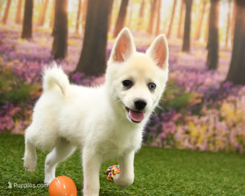 Rocky – Pomsky puppy for sale in Arthur, IL
