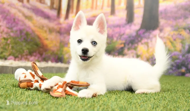Rocky – Pomsky puppy for sale in Arthur, IL