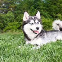 Rocky, a male Pomsky for sale in Arthur, IL – Photo 5 of 6