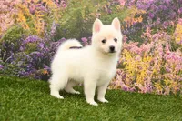 processed/437974a7-a463-427c-8264-8e668b295d69/listing/1d602d19-3e26-4ebe-8fee-a608c855ac27/b4d5c35d-4a79-4ff9-8ffe-e00a0cede9df